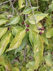 Celtis laevigata
