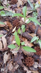 Magnoliopsida