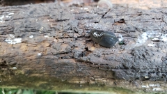 Milacidae