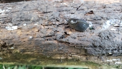 Milacidae