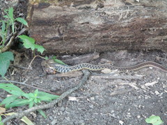 Thamnophis sirtalis sirtalis