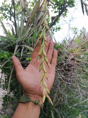 Tillandsia huamelulaensis