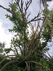 Tillandsia huamelulaensis