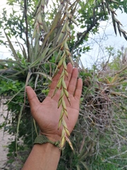 Tillandsia huamelulaensis