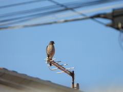 Rupornis magnirostris