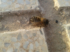 Apis mellifera