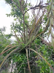 Tillandsia huamelulaensis