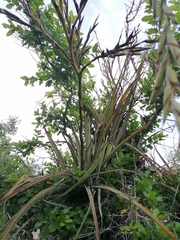 Tillandsia huamelulaensis
