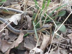 Thamnophis sirtalis sirtalis