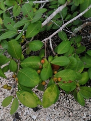 Sarcomphalus amole