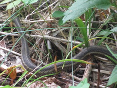 Thamnophis sirtalis sirtalis