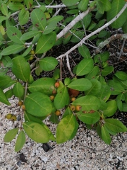 Sarcomphalus amole