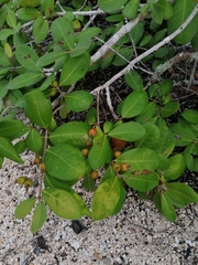 Sarcomphalus amole