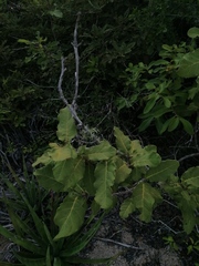 Coccoloba acapulcensis