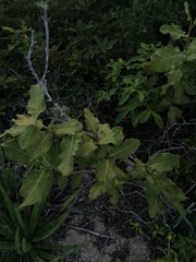 Coccoloba acapulcensis