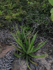 Agave karwinskii
