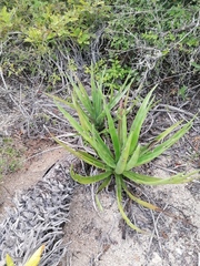 Agave karwinskii