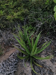 Agave karwinskii
