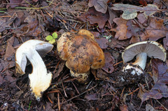 Glaucopodes