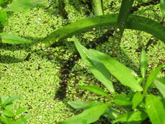 Nerodia sipedon sipedon