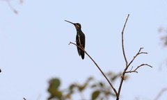 Heliomaster squamosus