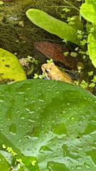 Rana temporaria