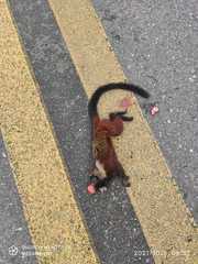 Saguinus fuscicollis