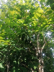Annona squamosa