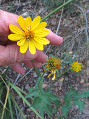 Verbesina oreophila