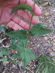 Verbesina oreophila