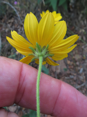 Verbesina oreophila