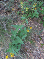Verbesina oreophila