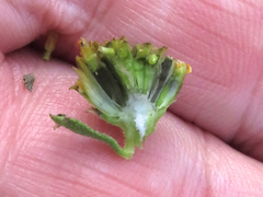 Verbesina oreophila