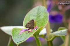 Hermeuptychia harmonia