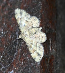 Gymnoscelis lophopus