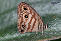 Euptychia