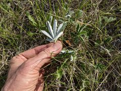 Potentilla pulcherrima