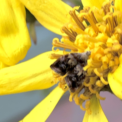 Choreutis sexfasciella photo 4