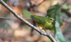 Myiothlypis flaveola