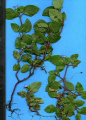 Coccocypselum herbaceum