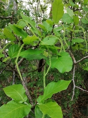 Coccoloba liebmannii