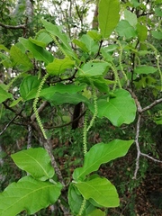 Coccoloba liebmannii