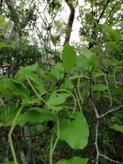 Coccoloba liebmannii