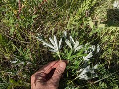 Potentilla pulcherrima