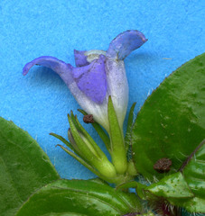 Coccocypselum herbaceum