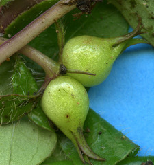 Coccocypselum herbaceum