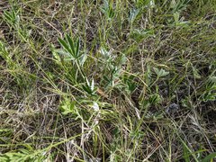 Potentilla pulcherrima