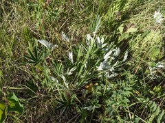 Potentilla pulcherrima