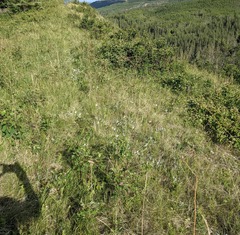 Potentilla pulcherrima