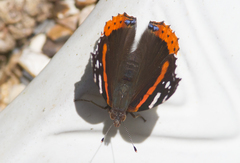 Vanessa atalanta atalanta